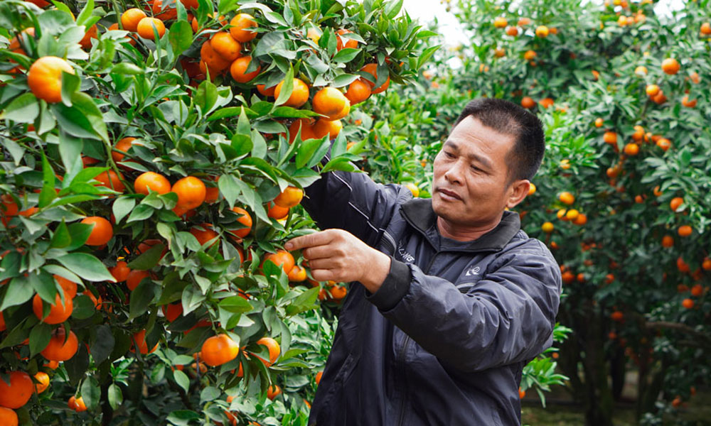 Bac Giang consumes more than 55,000 tonnes of oranges and grapefruits